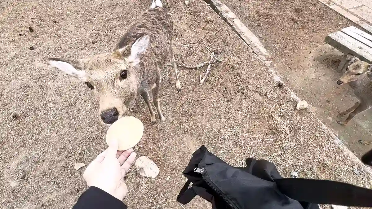 餵鹿