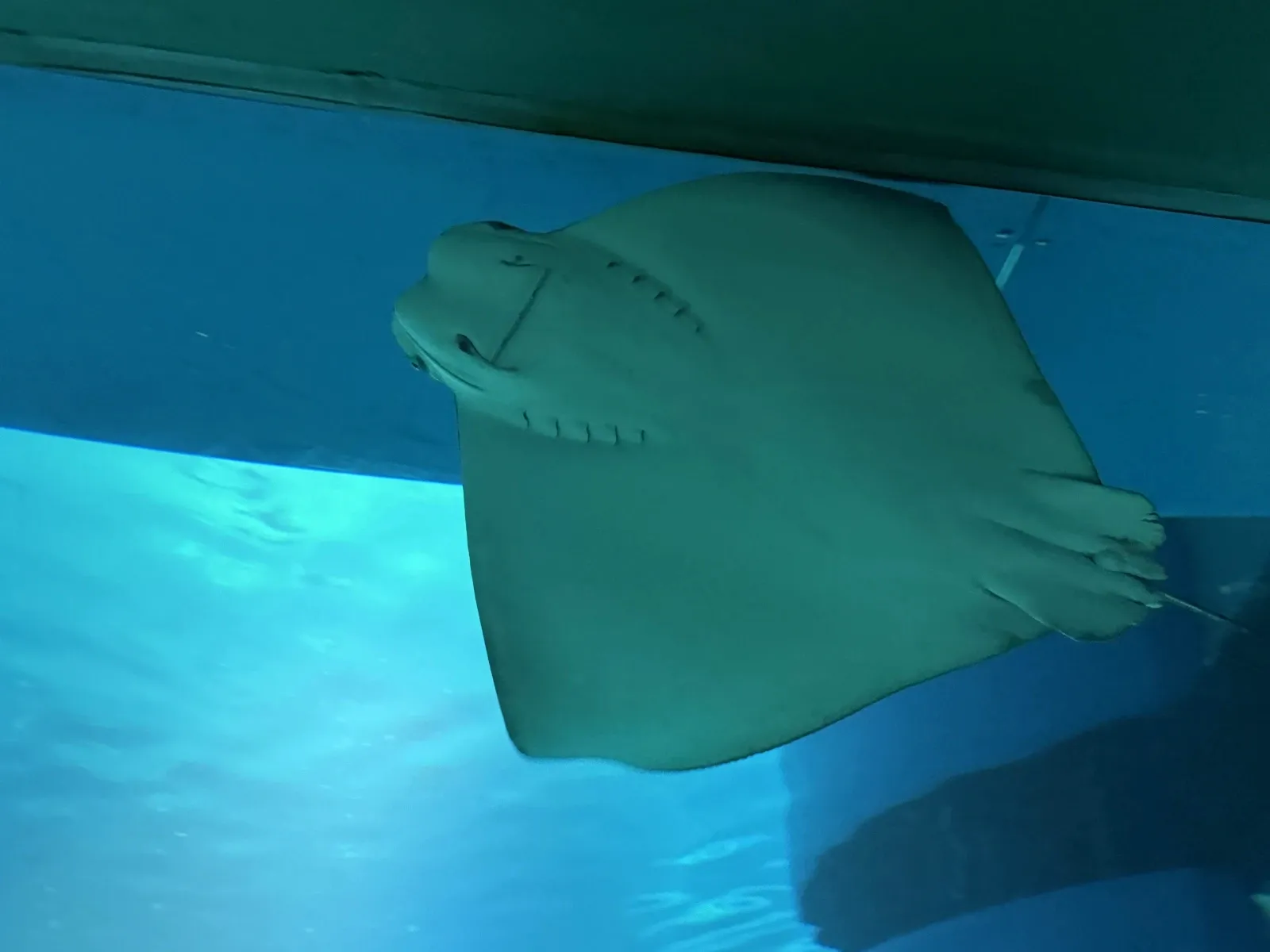 魟魚