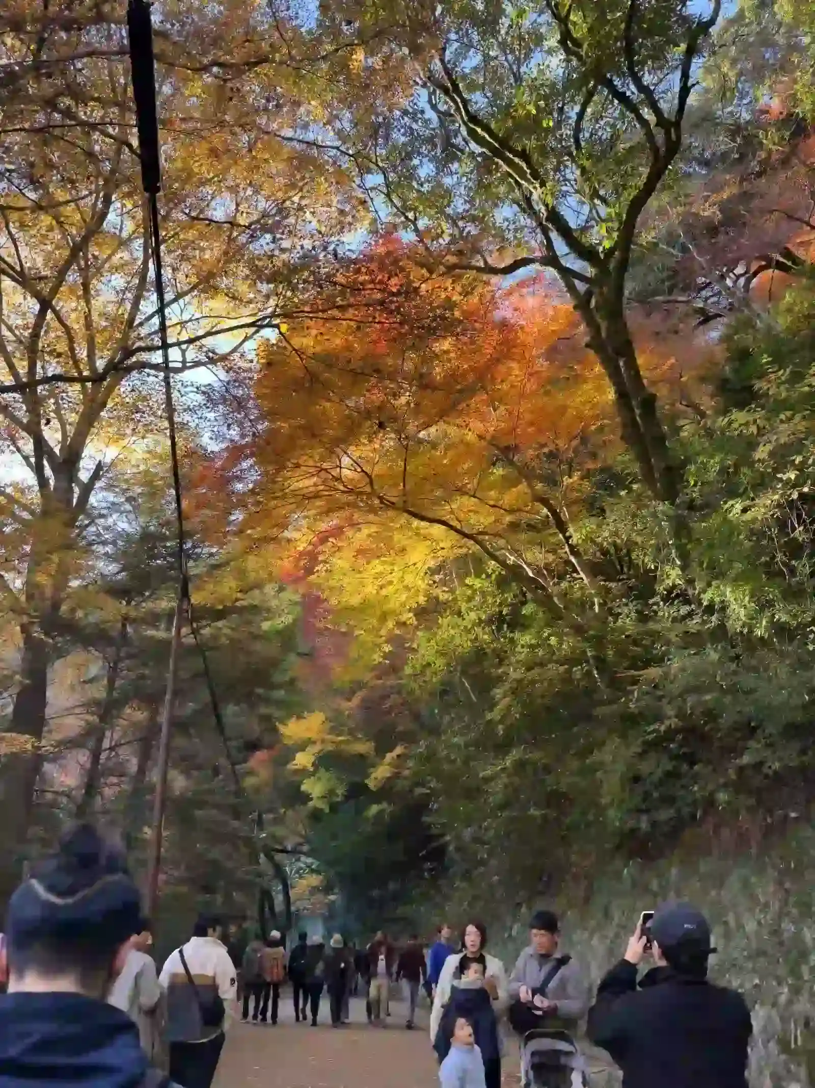 下山的步道