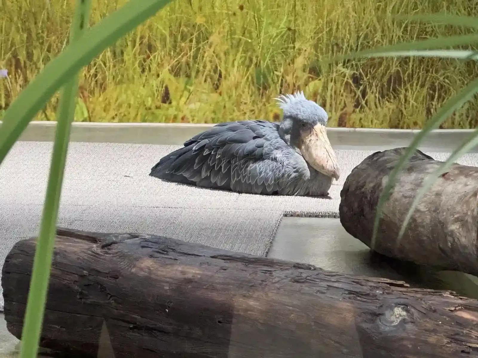 神戶動物王國裡的鯨頭鸛
