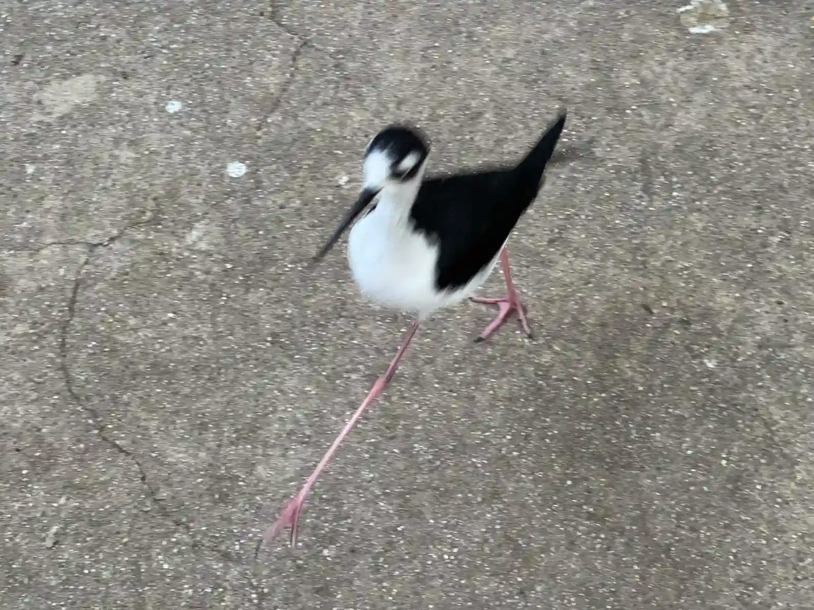 神戶動物王國裡的黑翅長腳鷸