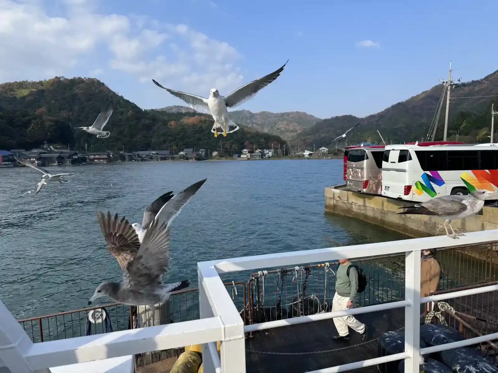 跟著伊根灣遊覽船飛行的海鷗