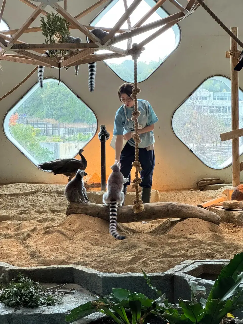 工作人員餵食時靠近的環尾狐猴