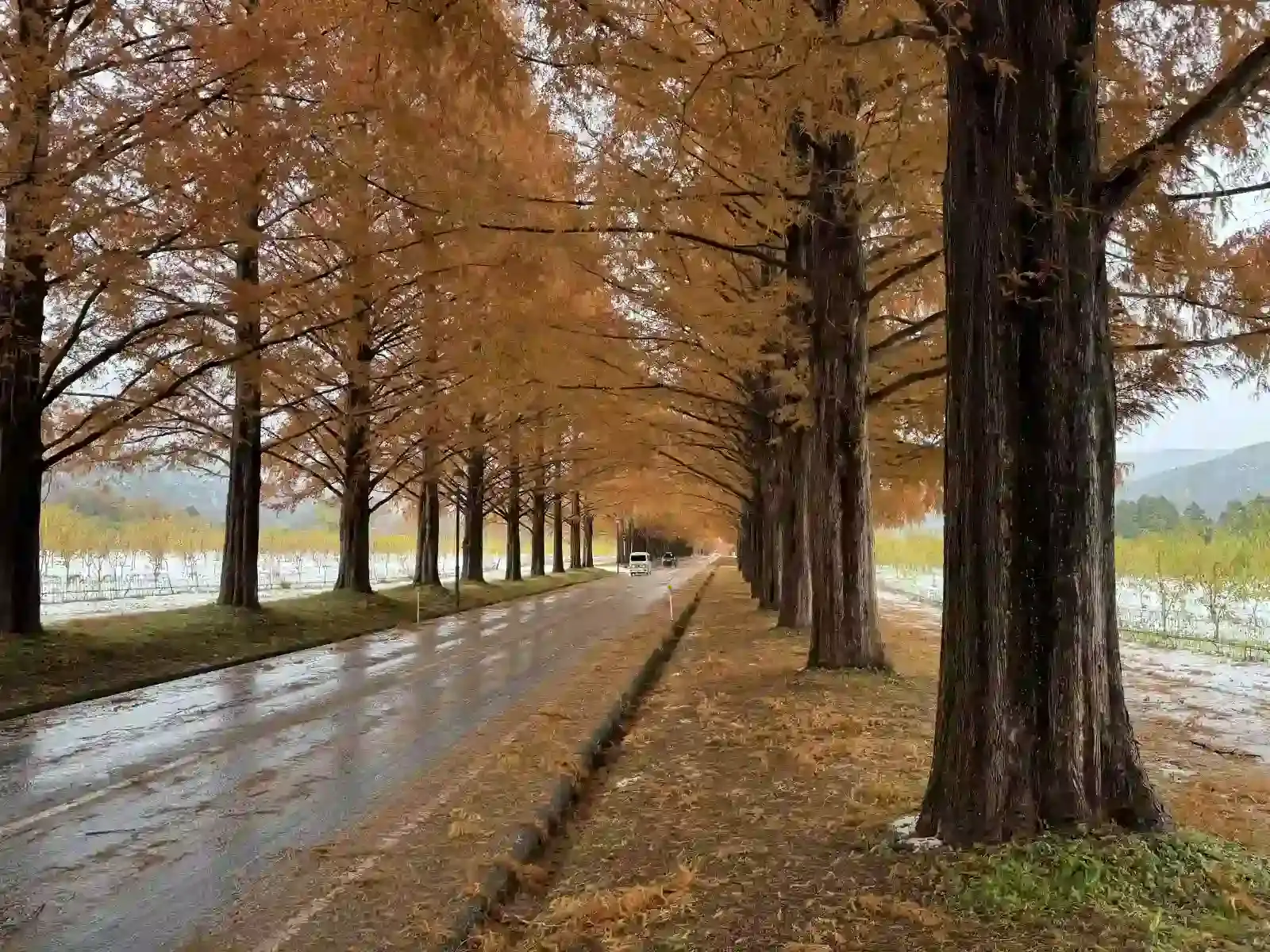雪地旁的牧野水杉大道