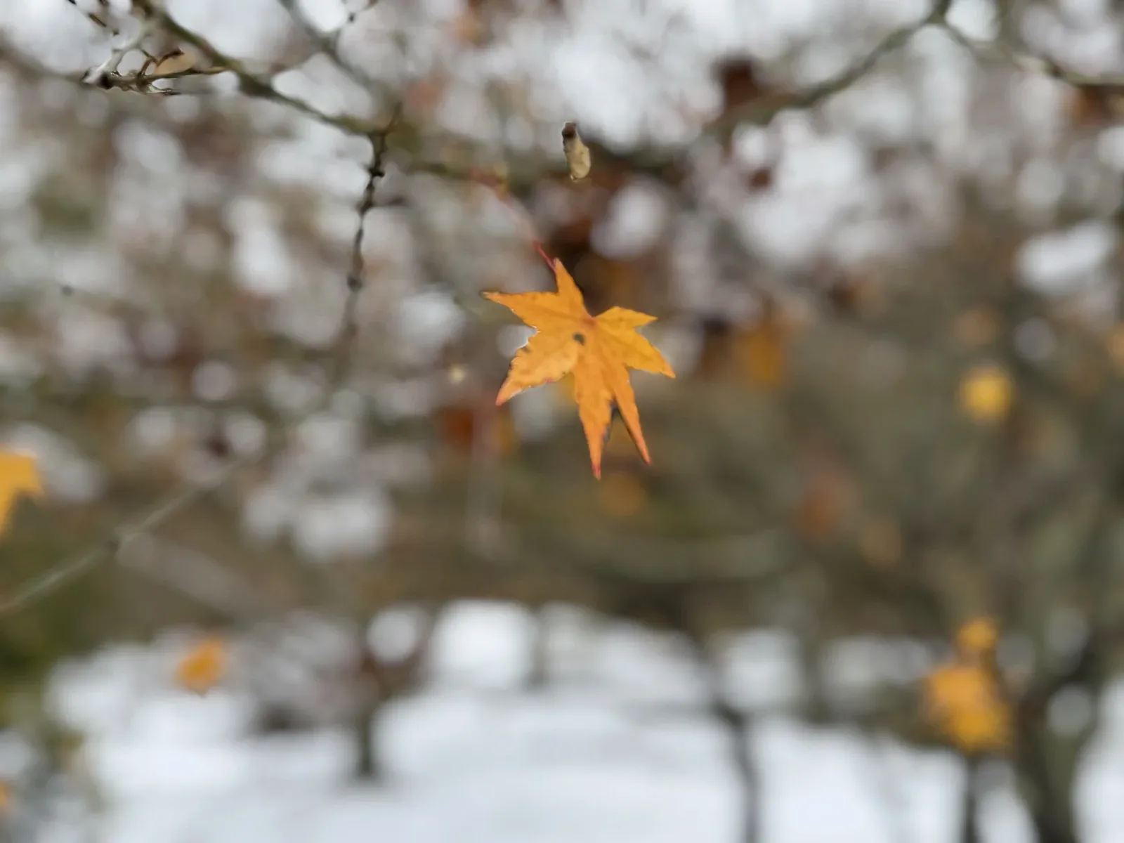 雪景前還沒落下的楓葉
