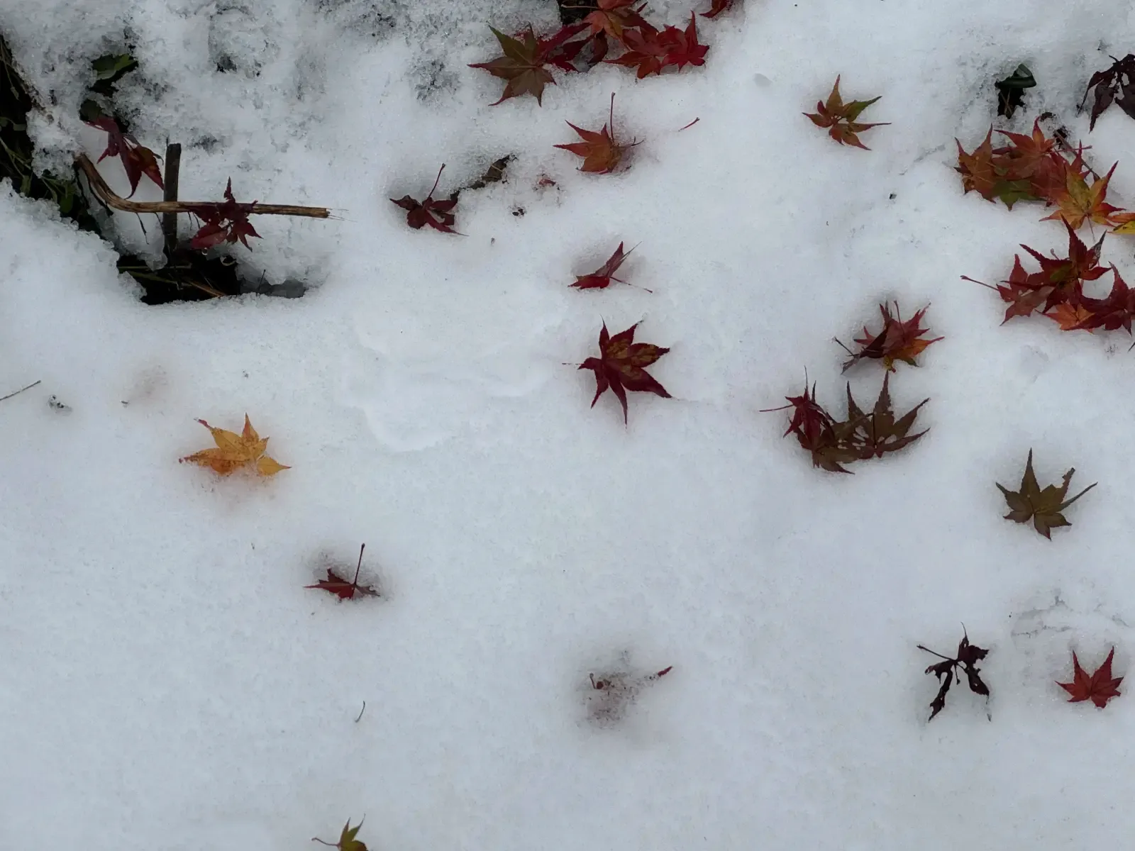散落在白雪上的紅色楓葉