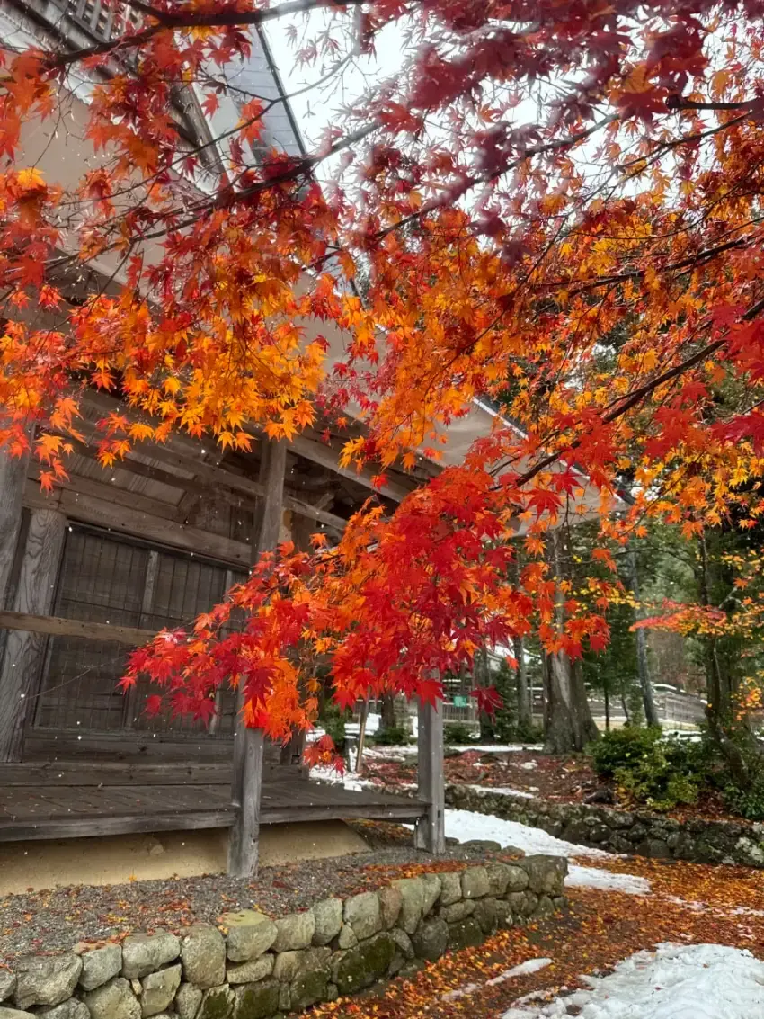 雪中木造建築旁依然鮮豔的楓葉