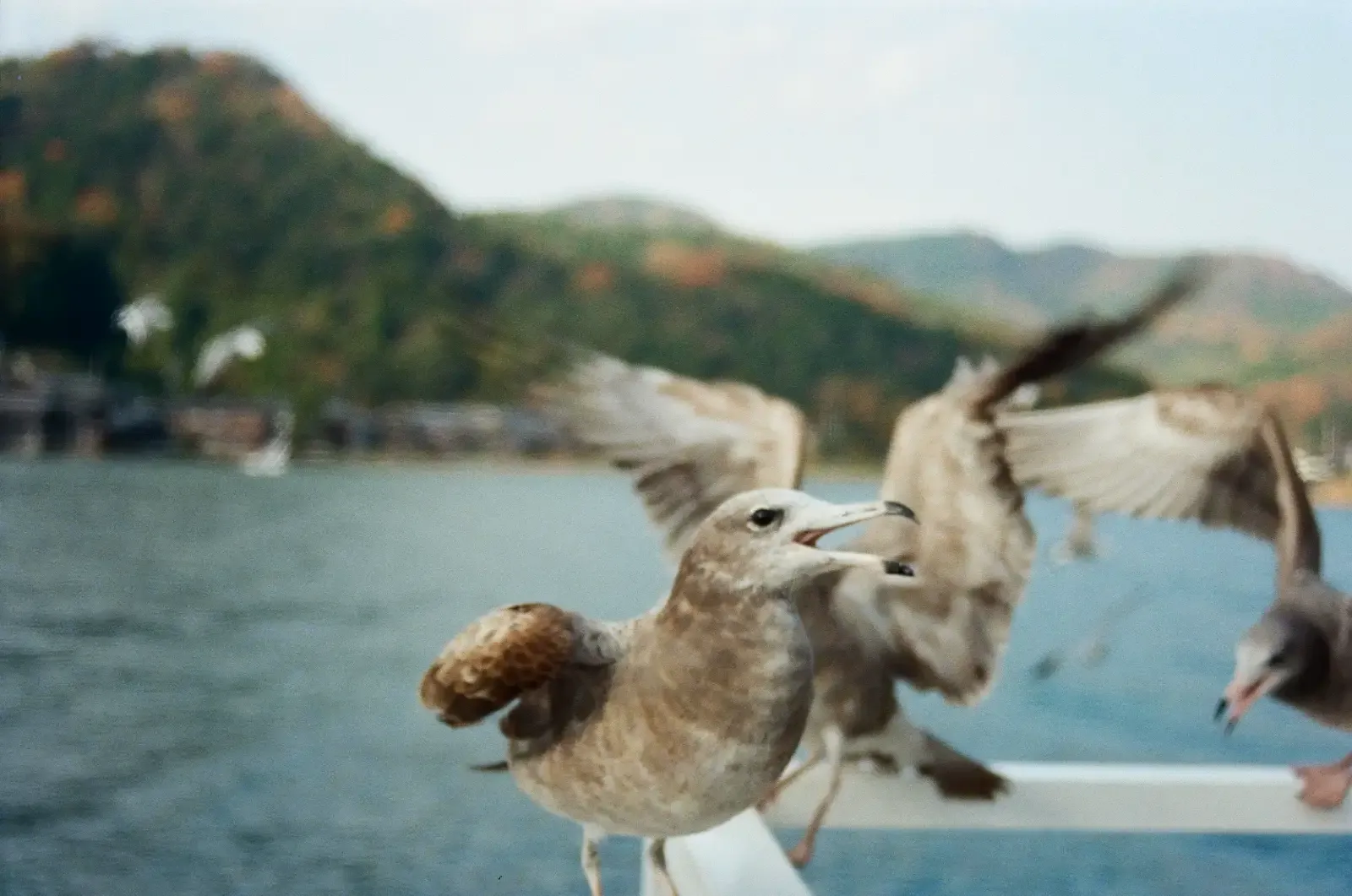 靠近船邊的海鷗