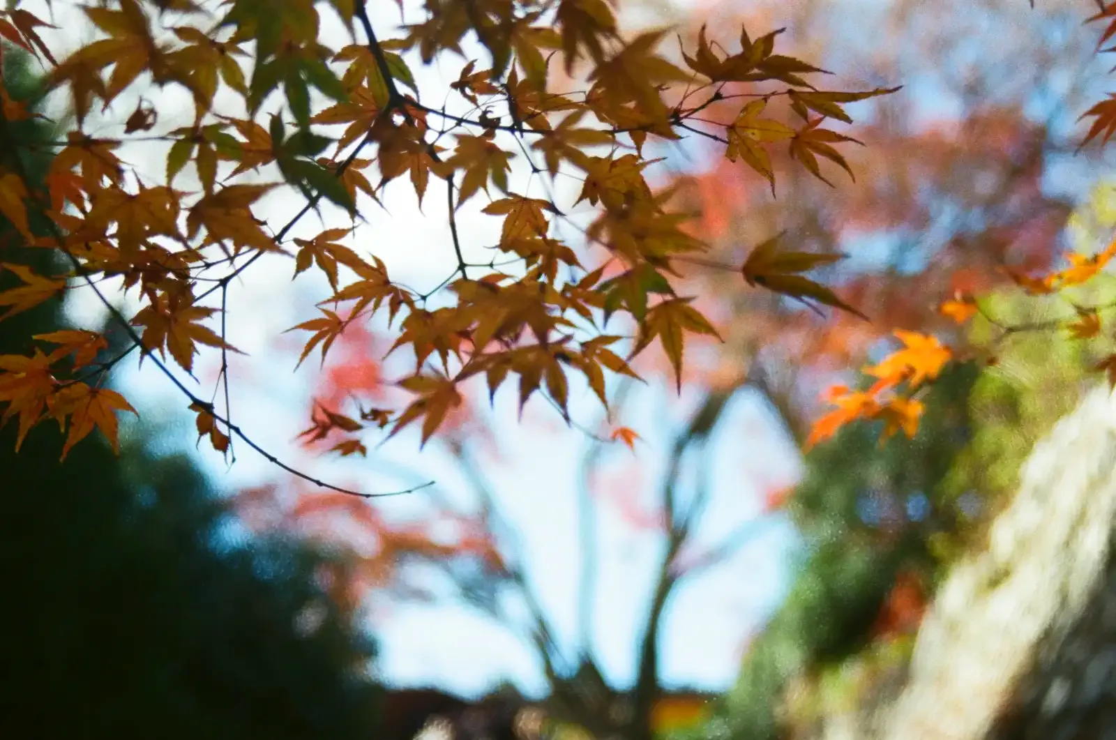 寺院裡的楓葉近景